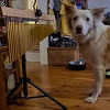 Pas koji svira postao hit na TikToku