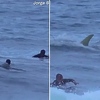 Zastrašujući susret: Ajkula iznenadila surfere u Portoriku
