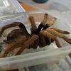 Kolumbijske vlasti spriječile krijumčarenje tarantula i insekata u Njemačku