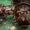 Dva nilska konja u belgijskom zoološkom vrtu zaraženi koronavirusom