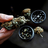Malta odobrila legalizaciju kanabisa za ličnu upotrebu