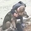 Dječak Ibrahim pokazao ljubav prema psima lutalicama, snimka sve oduševila