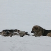 Neko ubija pse u Fojnici, aktivisti mole za pomoć građana