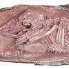 U Kini pronađen rijedak fosil dinosaura sklupčanog u jajetu