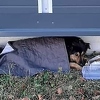Udomljen pas kojeg je neko upucao na Kupresu i ostavio ranjenog na hladnoći
