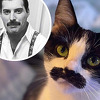 Maca s neobičnim brkovima osvojila pratitelje: "Liči na Freddieja Mercuryja"