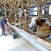 Tuzlanski farmeri proizvode sve manje mlijeka, tvrde da ih politika vodi u propast