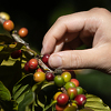 Da li će kafa postati poput vina? Klimatske promjene će je učiniti još skupljom