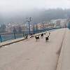 Čopori pasa na ulicama Goražda, dovoze ih iz susjednih općina