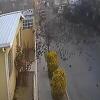 Jato ptica palo s neba u Meksiku, mnoge su uginule