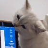 Vlasnik snimao svoju mačku kako se igra s laptopom no ubrzo je požalio