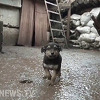 Pas Rambo je s ukrajinskim vojnicima na prvoj liniji odbrane: On je naš zaštitnik