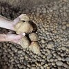 Rast cijena gnojiva izazvao rekordan rast cijena poljoprivredne proizvodnje