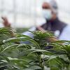 Tromost bh. politike: Niko nije protiv legalizacije kanabisa u medicinske svrhe, no pomaka nema