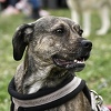 Prvo veliko post-covid druženje s Dogs Trustom u Sarajevu