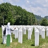 Identifikovane još dvije žrtve genocida u Srebrenici, bit će ukopani ove godine