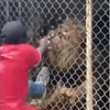 Čuvar zoološkog vrta iza rešetaka "provocirao" lava pa mu životinja otkinula prst