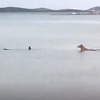 Tura po Jadranu: Morski pas snimljen kod Pirovca, turisti ga gledaju kao atrakciju