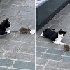 Istanbulski Tom i Jerry: Pogledajte simpatični snimak igre mačke i miša