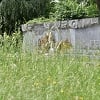 Spomen-park Vraca pod smećem, zarastao u travu i korov
