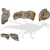 Pronađeni ostaci "najvećeg ikada" kopnenog dinosaurusa u Evropi