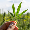 Kanabis više nije zabranjena tvar i BiH ga mora legalizovati u medicinske svrhe, otkrivamo i kako