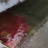 Kantonalna inspekcija se oglasila o ispuštanju krvi kurbana u Miljacku