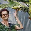Fatima Mehić kod Konjica otkrila tajnu uzgoja banane koja je postala svojevrsni hit u BiH