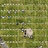 Zašto važne poruke iz Srebrenice ne smije zasjeniti Abazovićeva nepromišljenost