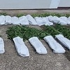 Međunarodna akcija u Brčkom: Policija pronašla plantaže droge vrijedne pola miliona KM
