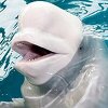 Beluga kit zalutao u rijeku Senu, francuske vlasti prave plan za spašavanje