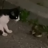 Pogledajte žestoku borbu mačke i zmije na Grbavici