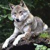 Populacija vukova povećava se u švicarskim Alpama