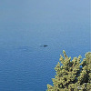 Usamljeni delfin primijećen u Neumu, na trenutak izronio na površinu