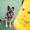 Dogs Trust: Deset godina u BiH i nastavljamo zajedno