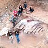 Ogroman kostur dinosaura iskopan u Portugalu, možda najveći ikad otkriven u Evropi