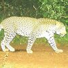 Indija traga za leopardom od 5. augusta, učestvuje 300 ljudi