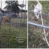 Pas se provukao u kavez s lavovima, ljudi napali vlasnicu: Trebala si ga paziti, a ne snimati