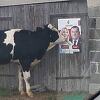 Krava prišla plakatu SNSD-a, Cvijanović dobila "poljubac", Dodiku ništa