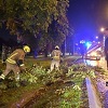 Sarajevo: Olujni vjetar oborio drvo na Pofalićima, vatrogasci na terenu