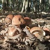 Otrovnim pečurkama sa pijace u Šapcu otrovalo se devet osoba, u teškom su stanju