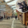 Banja Luka: Pas napao dijete i nanio mu povrede u predjelu nogu i leđa