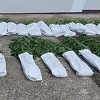 Kako je bračni par iz Brčkog podigao plantažu indijske konoplje, imali i sistem navodnjavanja