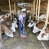 Farmeri ponovo upozoravaju na moguću nestašicu mlijeka u BiH, stoka bi mogla ostati bez hrane
