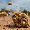 Ovo su najbolje fotografije takmičenja Wildlife Photographer of the Year