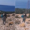 Srceparajuće scene s Paga: U naručju nosio ranjenu ovcu da ne bi sama uginula u kamenjaru