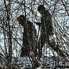 Povećan broj ilegalnih migranata u BiH, granični policajci rade "pod kočnicom"
