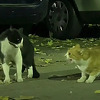 Mačke u Sarajevu snimljene u dubokom "razgovoru", ovo morate vidjeti
