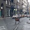 Koza snimljena u centru Sarajeva: Prošetala se saobraćajnicom kod Katedrale