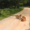 Leopard napao psa koji je mirno spavao, njegova reakcija mnoge iznenadila
